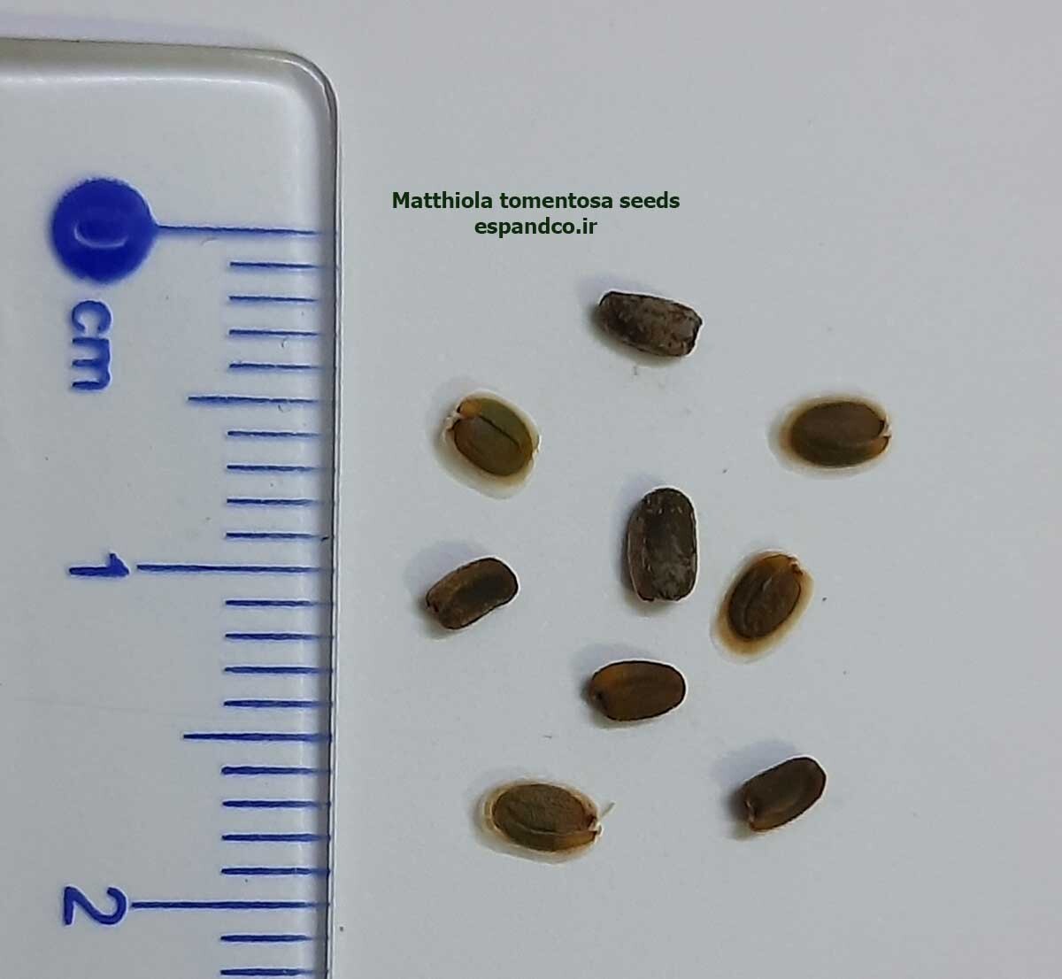  Matthiola tomentosa seeds 